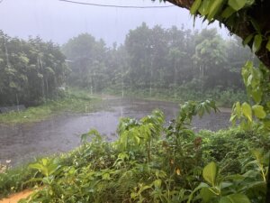 雨