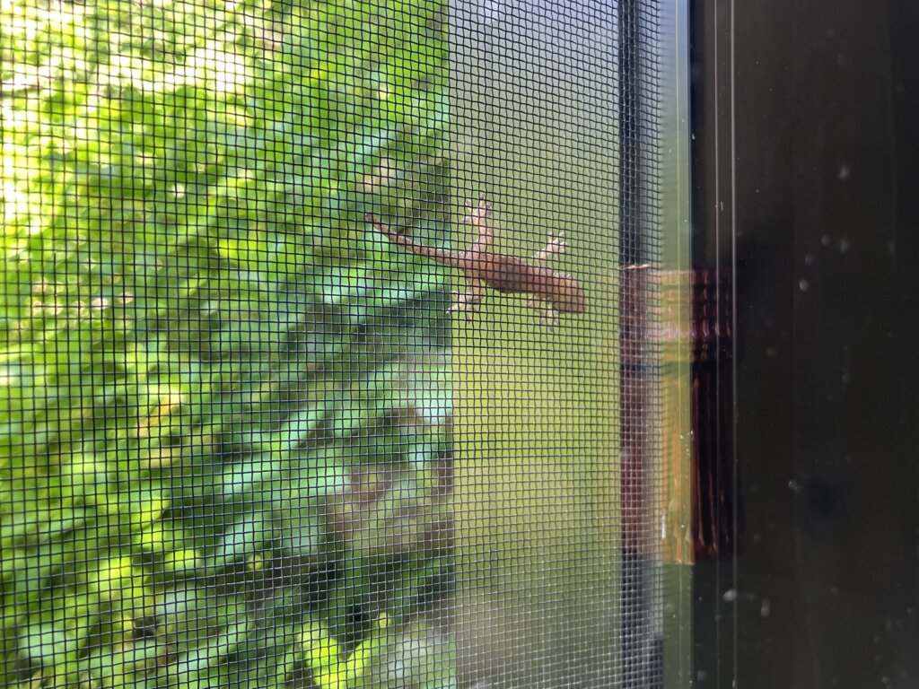 ヤモリ