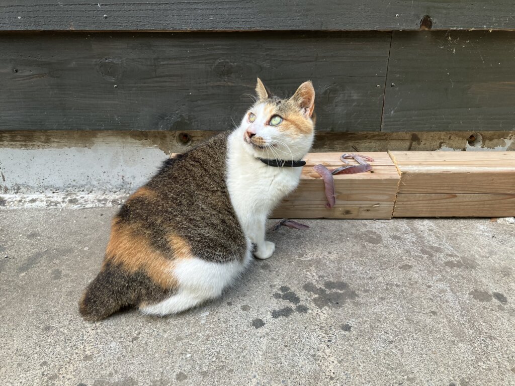 猫