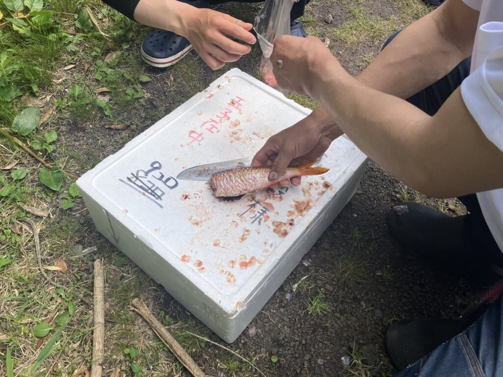 魚