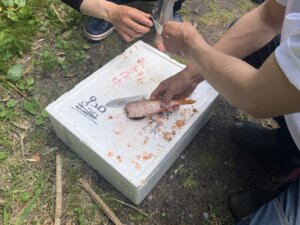 魚