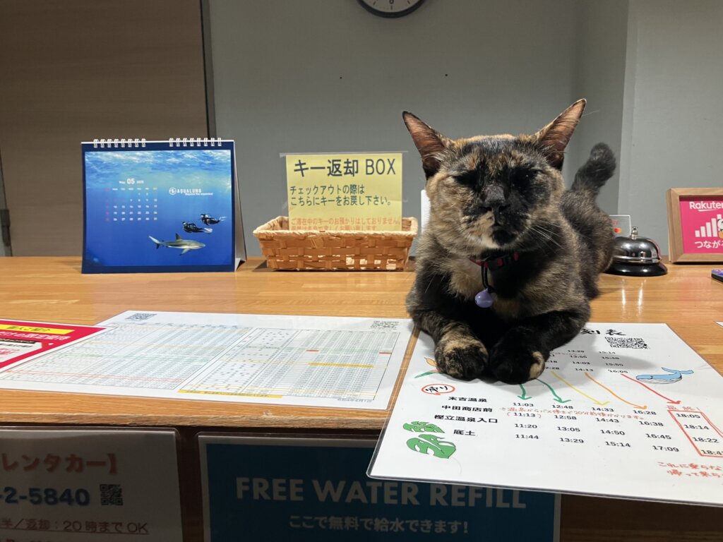 猫