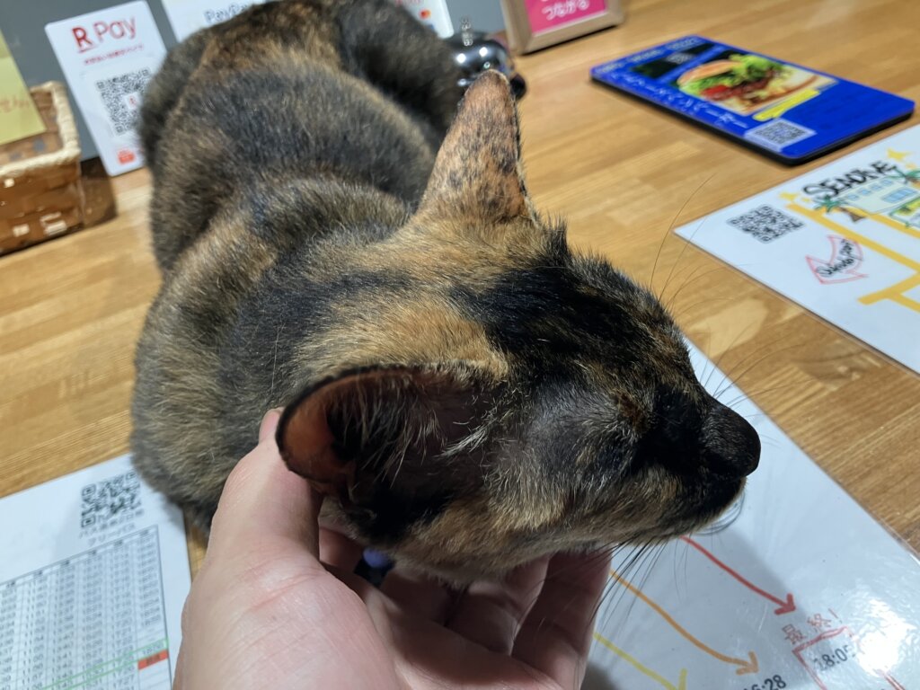 猫
