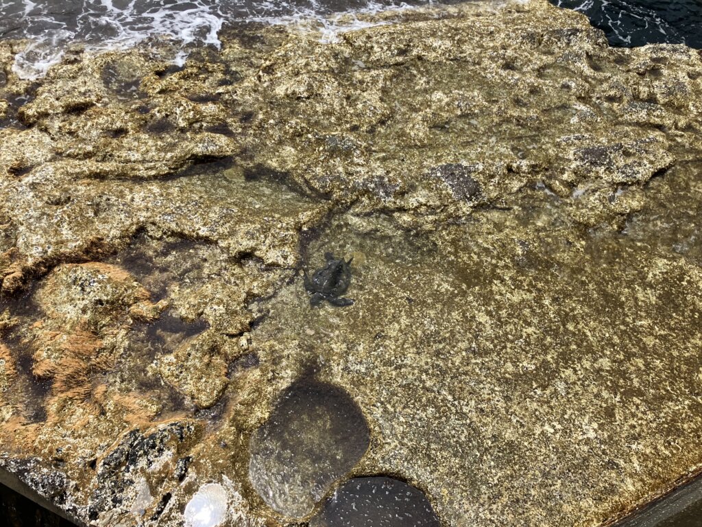 ウミガメ