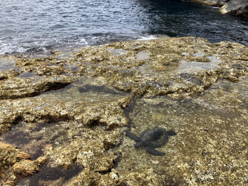 ウミガメ