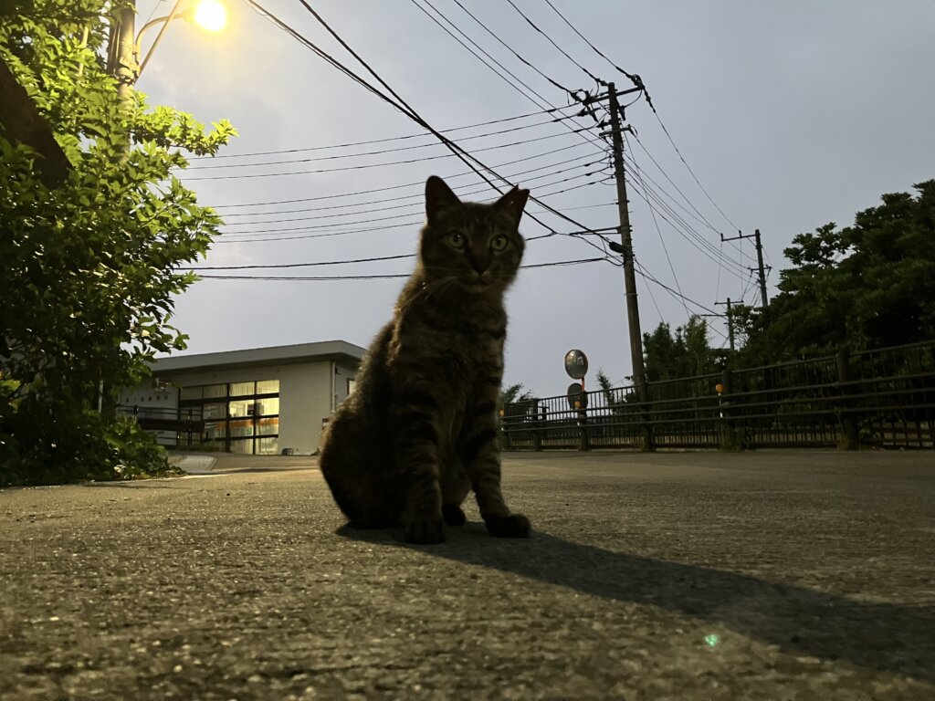 猫