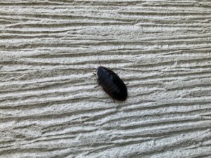 サツマゴキブリ