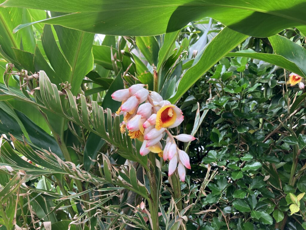 月桃