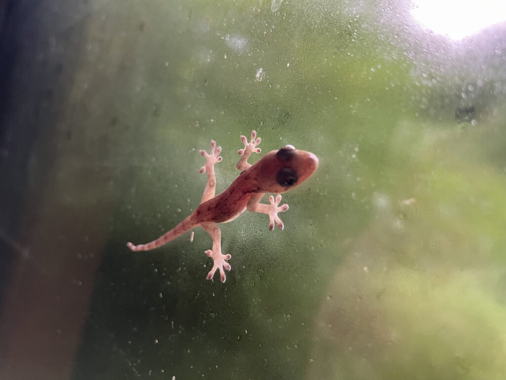 ヤモリ