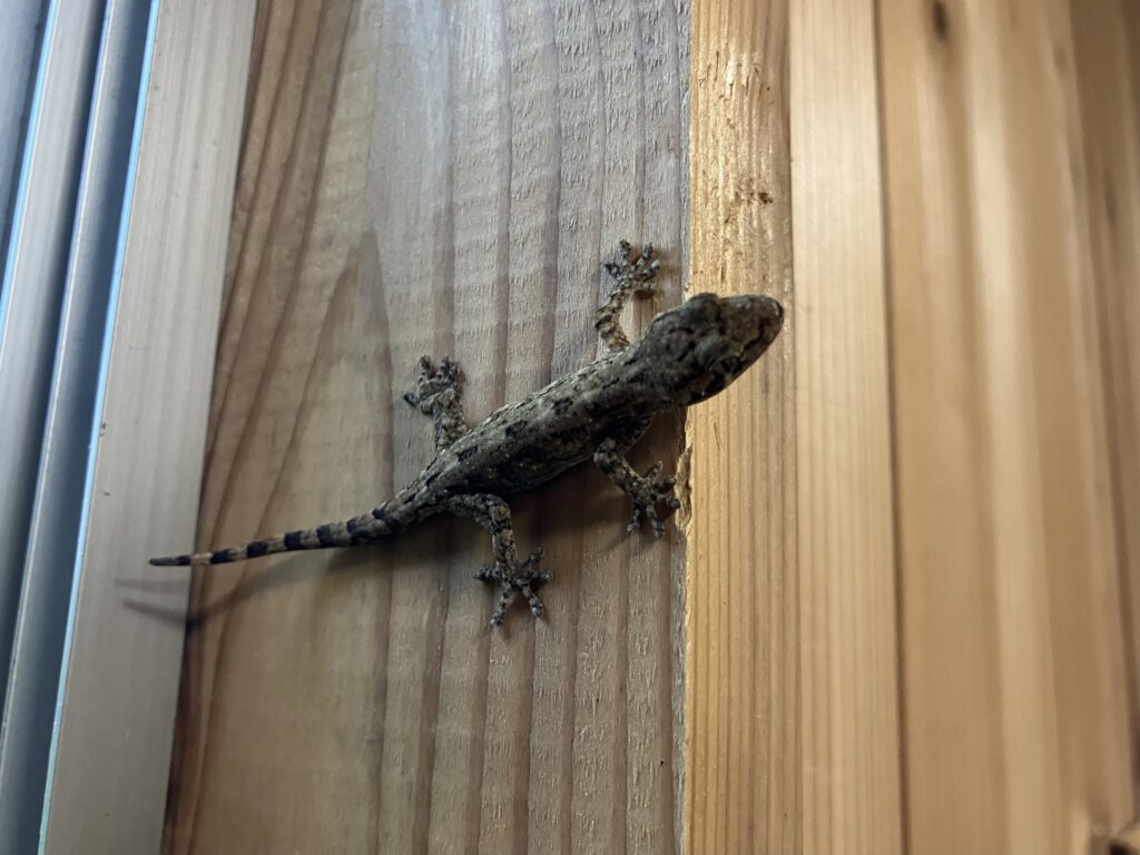 ヤモリ