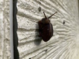 カタツムリ