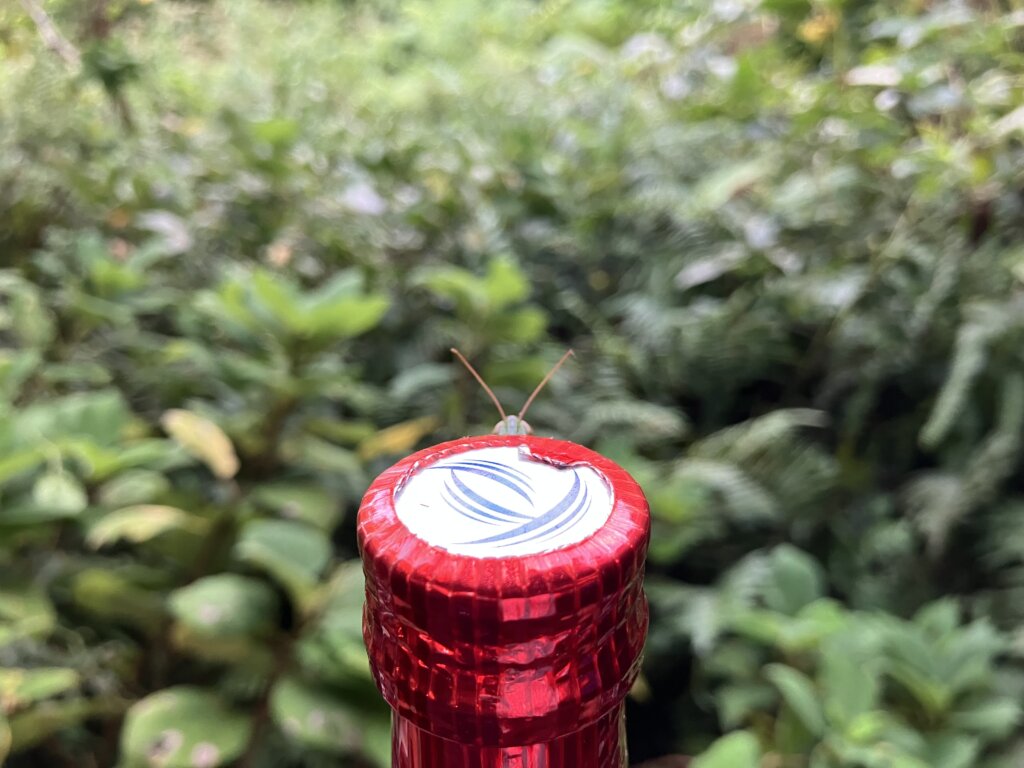 バッタ