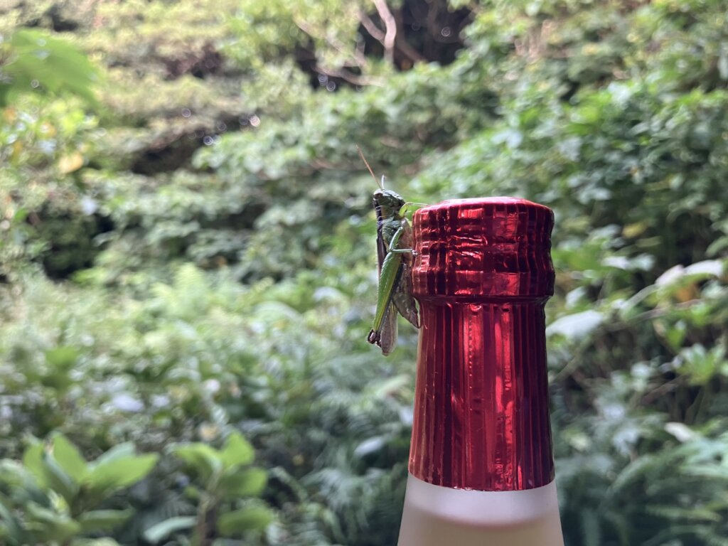 バッタ