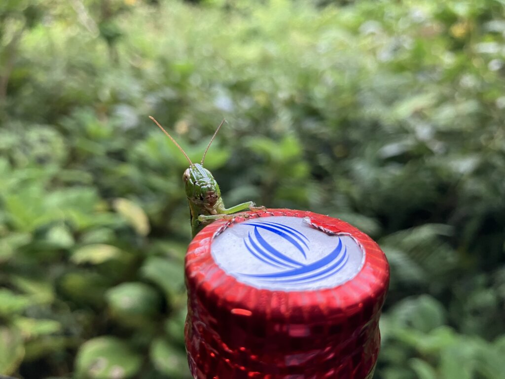 バッタ