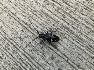 カミキリムシ