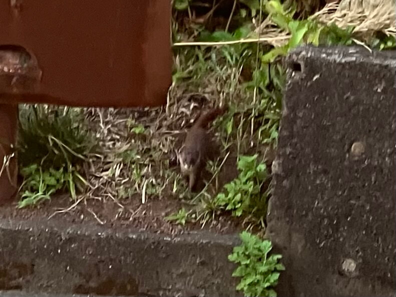 イタチ