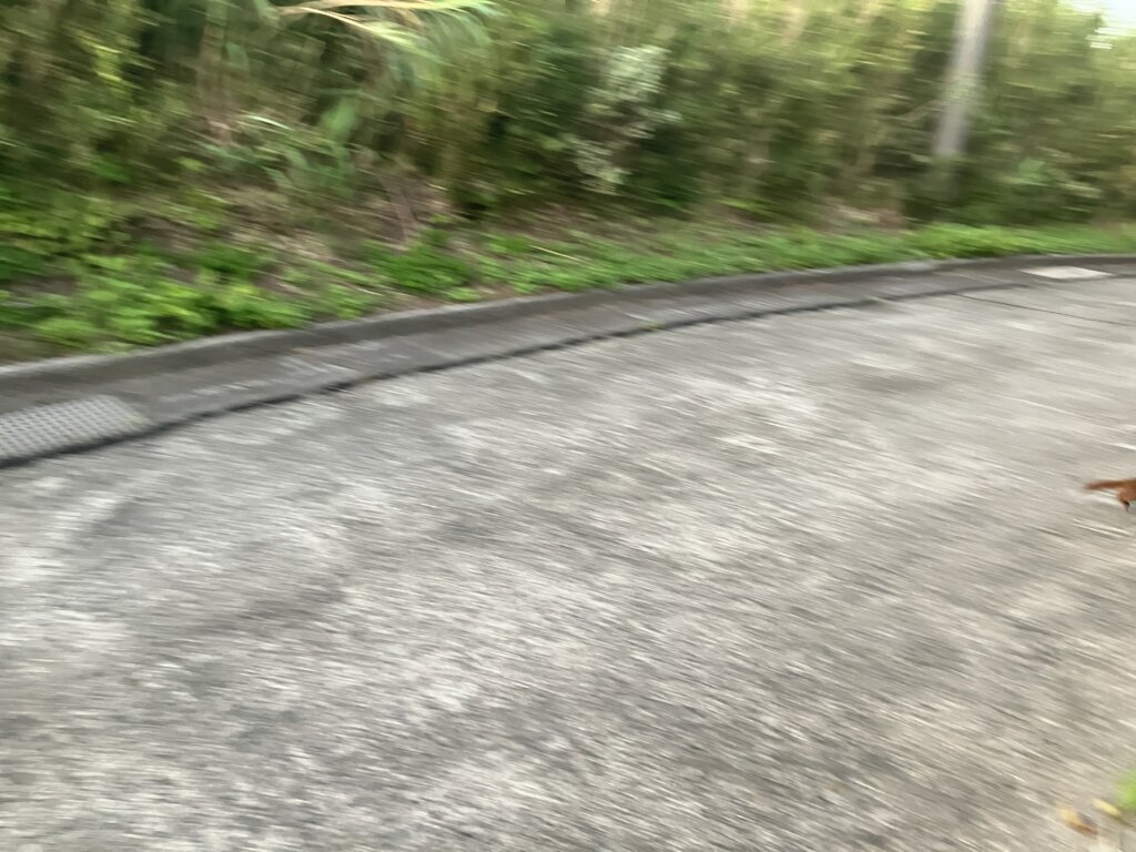 イタチ