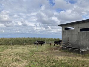 ジョウマン牧場