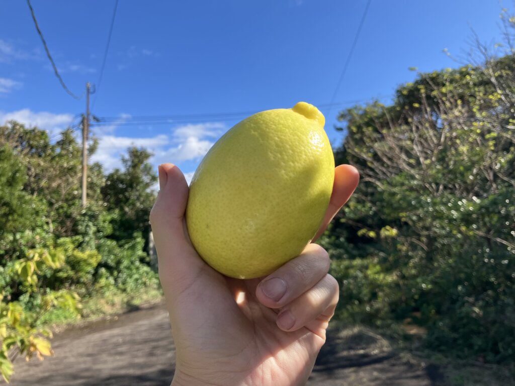 フルーツレモン