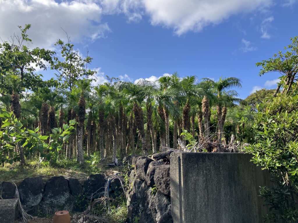 八丈島