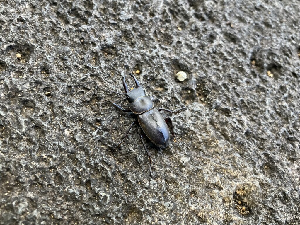 クワガタ