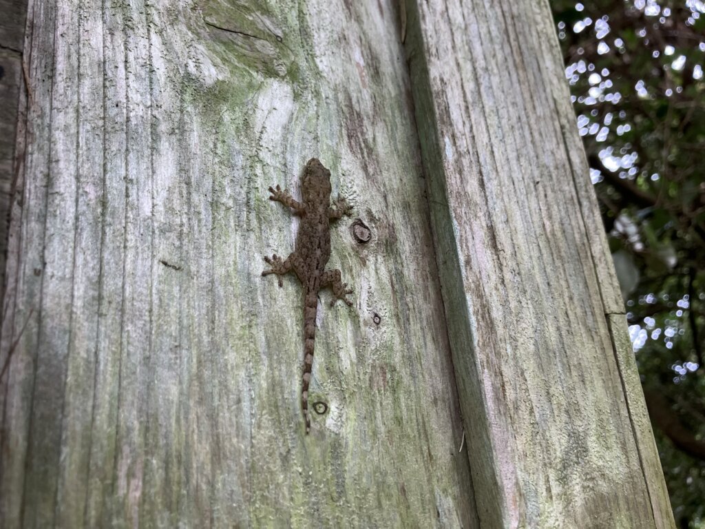 ヤモリ