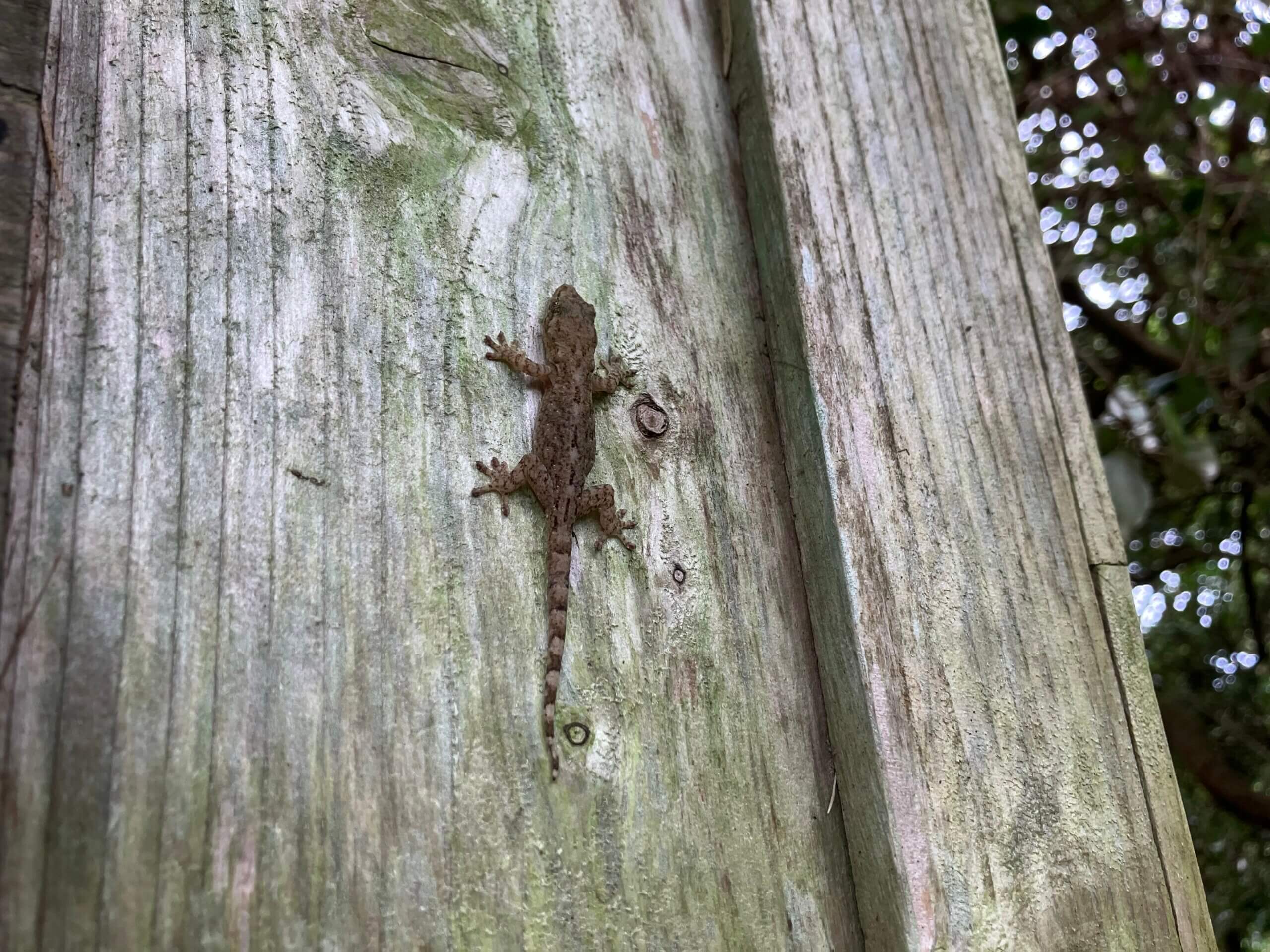 ヤモリ