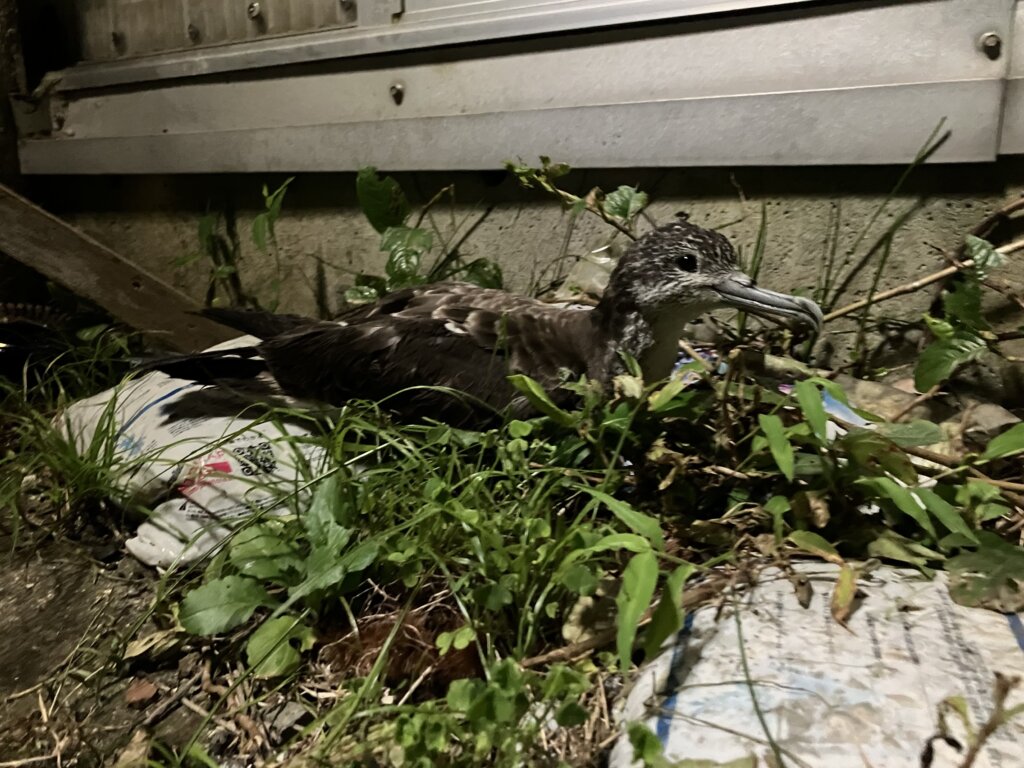 鳥