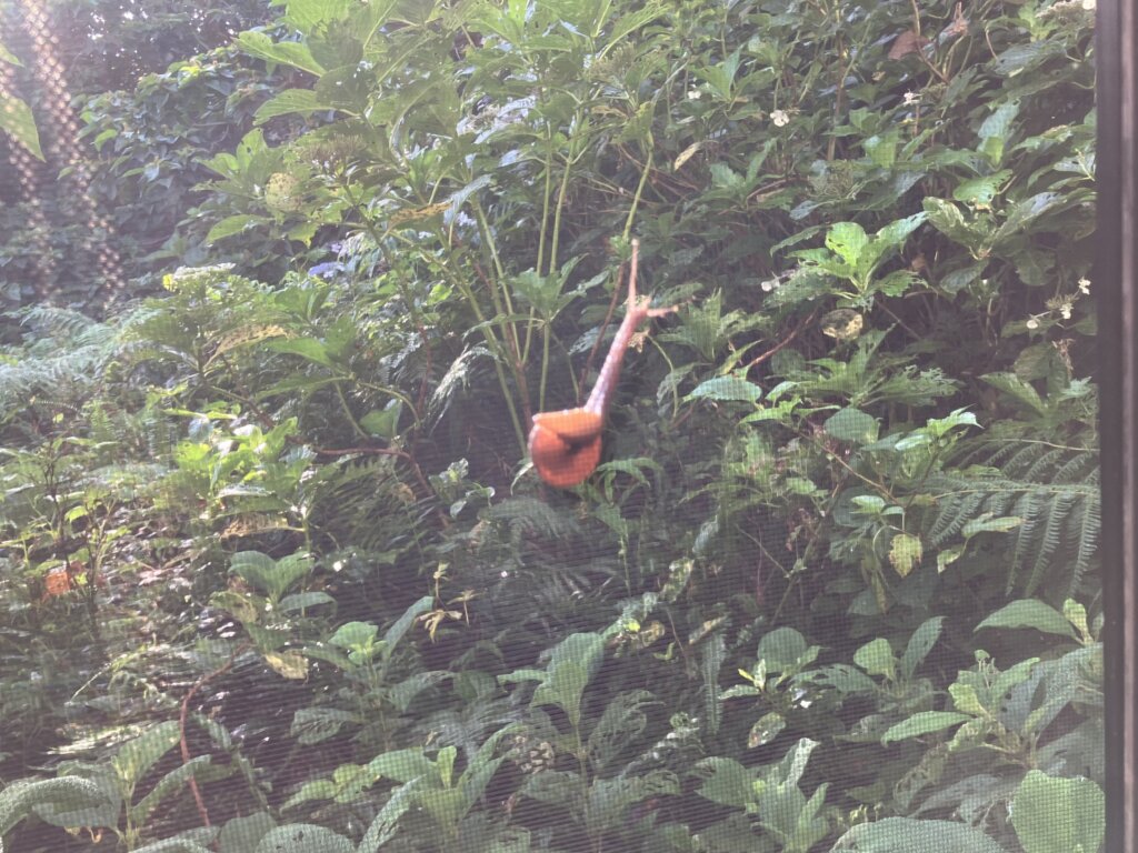 カタツムリ
