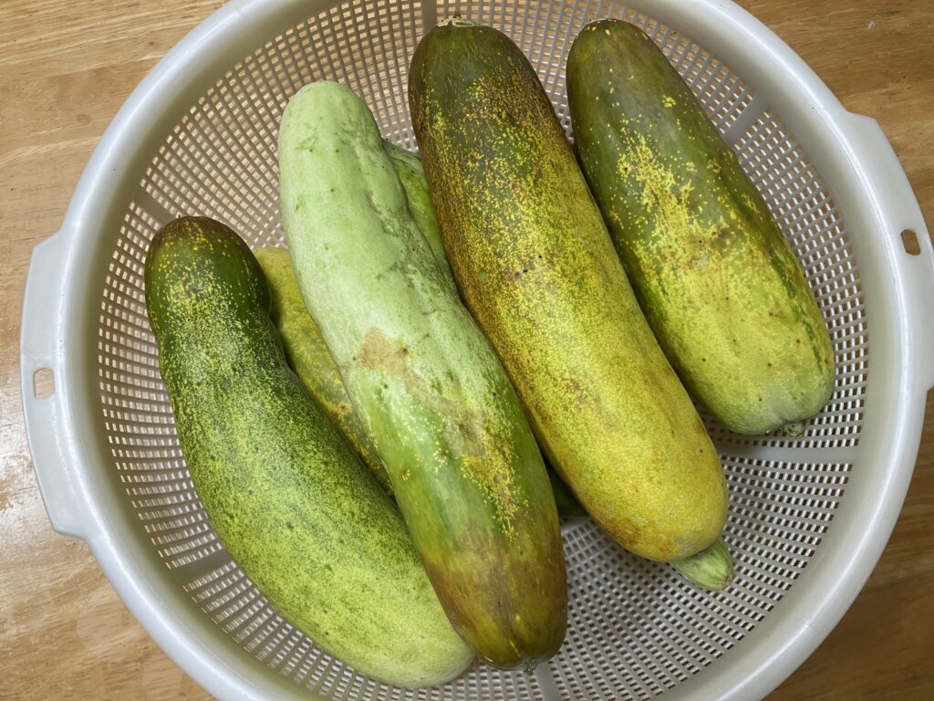 島きゅうり
