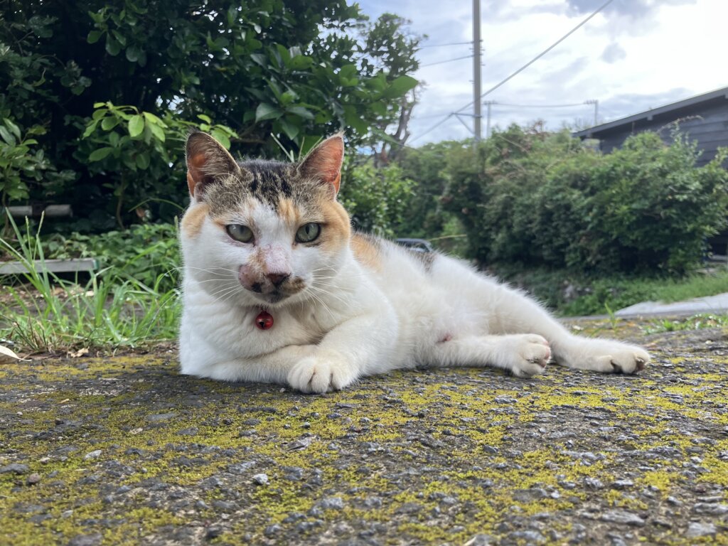 猫