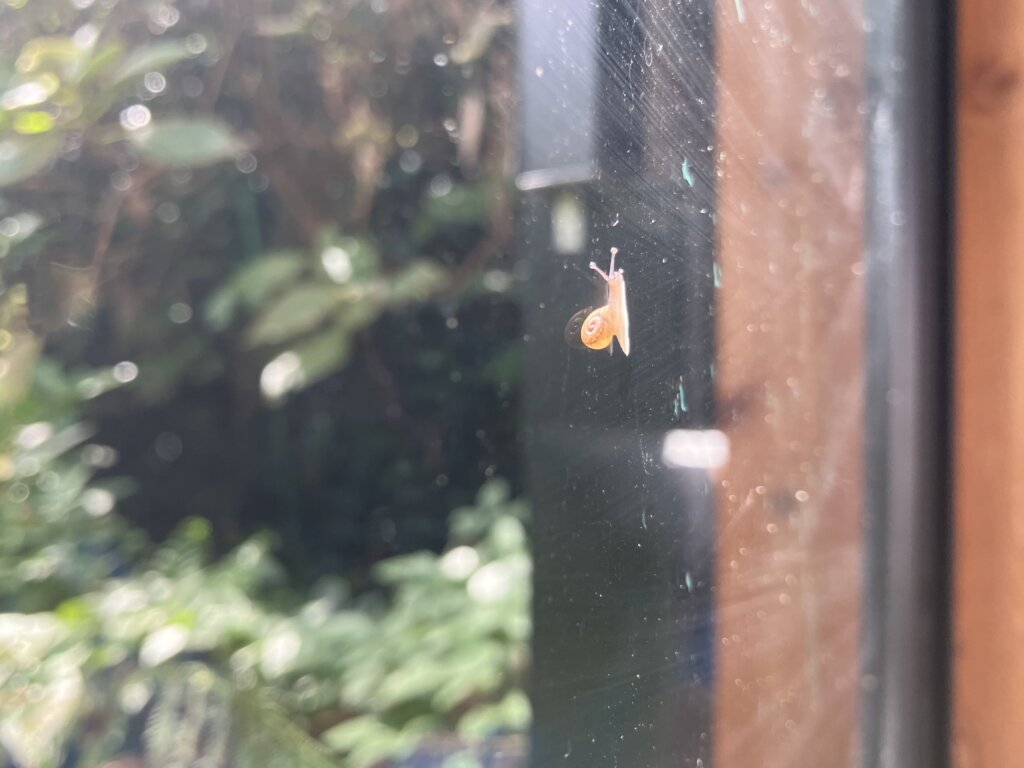 カタツムリ