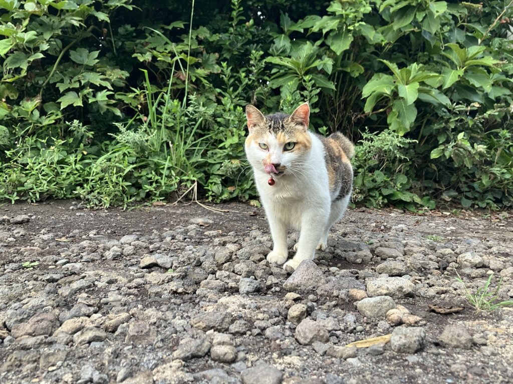 猫
